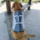 Polyester Foam Dog Life Jacket for Pool Beach Boating Safety 13