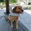 Polyester Foam Dog Life Jacket for Pool Beach Boating Safety 5