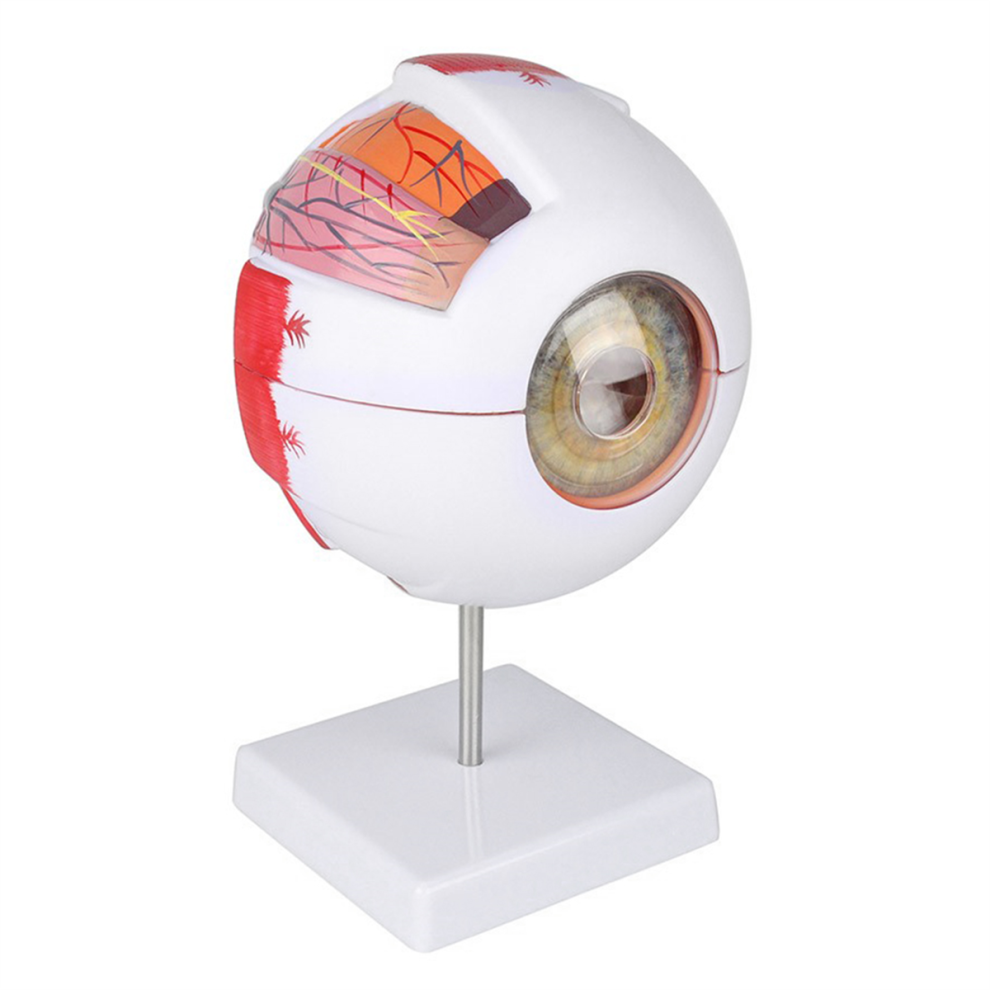 Saudism Anatomical Eye Model Eyeball Eyelid Disassemble 6 Times Enlarged Optic For Special Teaching