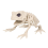 Skeleton Frog Halloween Decorations - Posable Animals Skeletons with Joints Decor 1