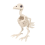 Skeleton Bird Halloween Decorations - Posable Animals Skeletons with Joints Decor 2