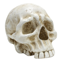 Skull Decoration Skull, Day of the Dead Human Resin Model Art