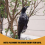 Realistic Hanging Dead Crow Decoy Lifesize Extra Large Black Feathered 10