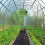 3.5Ft x 50Ft Garden Weed Barrier Landscape Fabric 6