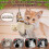 Interactive Electric Flying Bird Cat Toy with Flapping Wings and Chirping Sounds 2