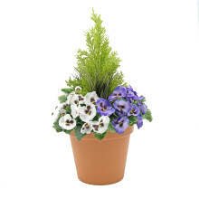 Artificial Patio Planter (60cm) with Purple & White Pansies & Conifer/Cedar Topiary in Terracotta Colour Pot