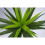Leaf Leaf LEAF-7010 90cm (3ft) Large Artificial Spiky Tree Plant Realistic, Yukka Green 3