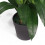 Leaf Leaf LEAF-7076 90cm Artificial Cymbidium Orchid Plant-Extra Large Black Plastic Pot, Dark Pink 5