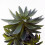 Leaf Leaf Design UK Artificial Yukka Tropical House Plant, 60 cm 2
