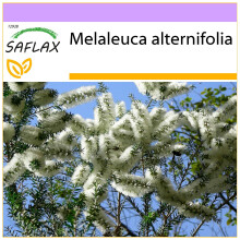 SAFLAX - Australian Tea Tree - 400 seeds - Melaleuca alternifolia