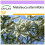 SAFLAX  - Australischer Teebaum - Melaleuca - 400 Samen 1
