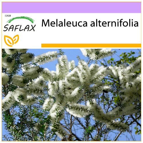 SAFLAX  - Australischer Teebaum - Melaleuca - 400 Samen