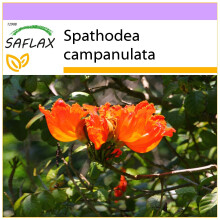 SAFLAX - African Tulip Tree - 30 seeds - Spathodea campanulata