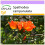 SAFLAX  - Tulpenbaum - Spathodea - 30 Samen 1