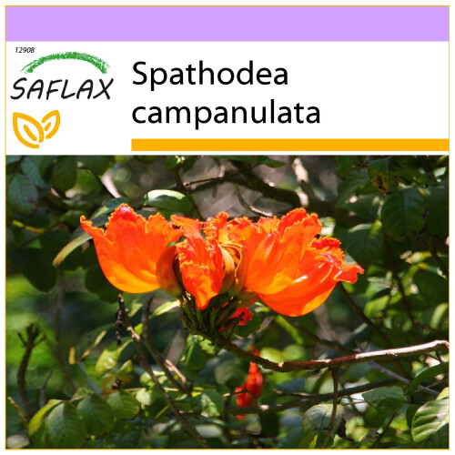 SAFLAX  - Tulpenbaum - Spathodea - 30 Samen