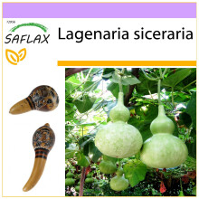 SAFLAX - zucca a bottiglia - 15 semi - Lagenaria
