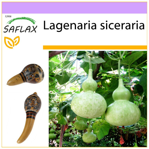 SAFLAX  - Calebasse - 15 graines - Lagenaria