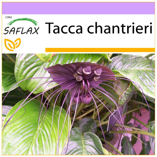 SAFLAX  - Fledermausblume - Tacca - 10 Samen