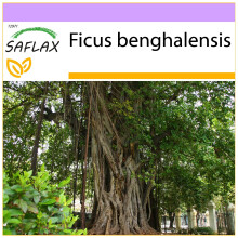 SAFLAX - Indian Banyan Tree - 20 seeds - Ficus benghalensis