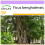 SAFLAX  - Würgefeige - Ficus - 20 Samen 1