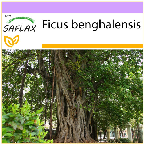 SAFLAX  - Würgefeige - Ficus - 20 Samen