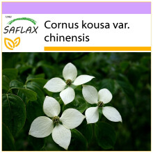 SAFLAX - Asiatischer Hartriegel - Cornus - 30 Samen