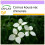 SAFLAX  - Asiatischer Hartriegel - Cornus - 30 Samen 1