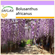 SAFLAX - African Wisteria Tree - 15 seeds - Bolusanthus africanus