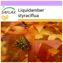 SAFLAX - Amberbaum - Liquidamber - 100 Samen
