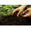 SAFLAX  - Himalaya Zeder - Cedrus - 35 Samen 3