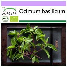 SAFLAX - Organic - Basil Thai - 250 seeds - Ocimum basilicum