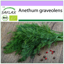 SAFLAX - Dill - Anethum - 700 Samen