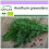 SAFLAX  - Dill - Anethum - 700 Samen 1