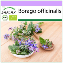 SAFLAX - Borretsch - Borago - 40 Samen