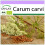 SAFLAX  - Kümmel - Carum - 800 Samen 1