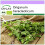 SAFLAX  - Oregano - Origanum - 1500 Samen 1