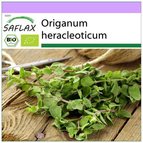 SAFLAX - Organic - Oregano - 1500 seeds  - Origanum heracleoticum