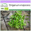 SAFLAX  - Majoran - Origanum - 700 Samen 1