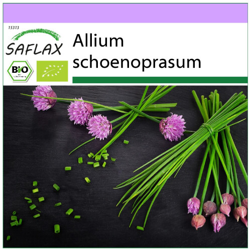 SAFLAX  - Schnittlauch - Allium - 250 Samen