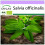 SAFLAX  - Salbei - Salvia - 60 Samen 1