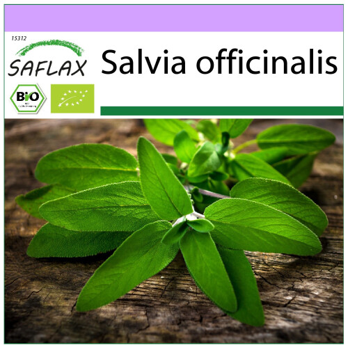 SAFLAX  - Salbei - Salvia - 60 Samen