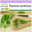 SAFLAX  - Sauerampfer - Rumex - 400 Samen 1