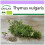 SAFLAX  - Thymian - Thymus - 800 Samen 1