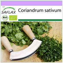 SAFLAX - Organic - Coriander - 150 seeds - Coriandrum sativum