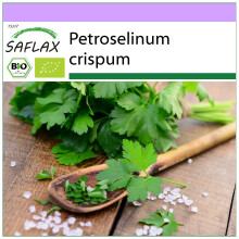 SAFLAX - Glatte Petersilie - Petroselinum - 600 Samen