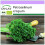 SAFLAX  - BIO - Persil frisé - 800 graines - Petroselinum 1