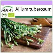 SAFLAX - Schnittknoblauch - Allium - 100 Samen