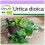 SAFLAX  - Brennnessel - Urtica - 2000 Samen 1