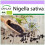 SAFLAX  - Schwarzkümmel - Nigella - 300 Samen 1
