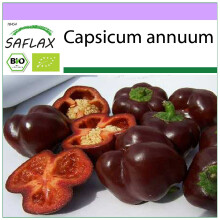 SAFLAX - BIO - Peperone - Sweet Chocolate - 10 semi - Capsicum